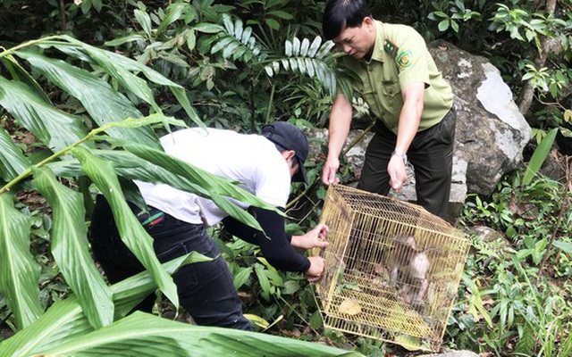 Thả 3 cá thể culi, khỉ mặt đỏ, khỉ mốc về với rừng tự nhiên