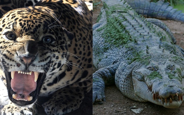 Báo đốm và cá sấu: Những màn kịch chiến một mất một còn