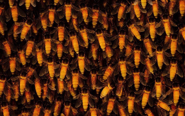 'Mật ong điên': Nguy hiểm nhất trong 300 loại mật ong trên thế giới, gây ảo giác hiếm gặp - Nó đến từ đâu?