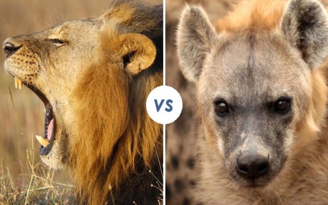 Vì sao linh cẩu giết sư tử?