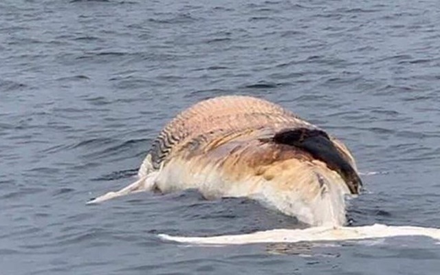 Hải Phòng: Cá voi 10 tấn trôi dạt trên vùng biển Cát Bà