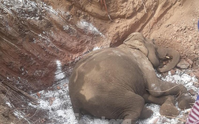 Thêm một cá thể voi nhà hơn 60 tuổi bị chết ở Đắk Lắk