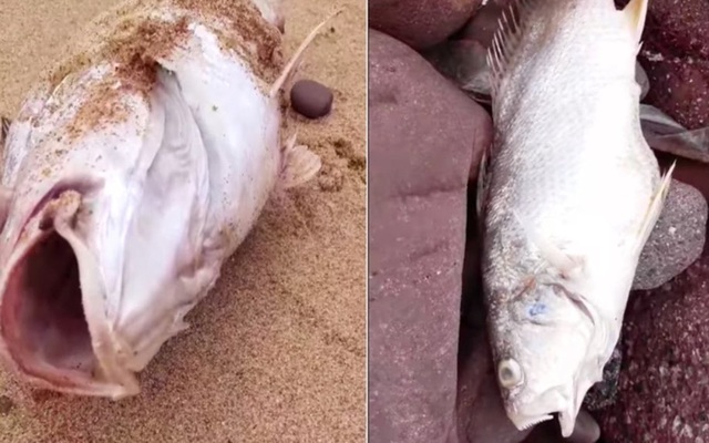 Cá chết bất thường dọc bãi biển Nghệ An