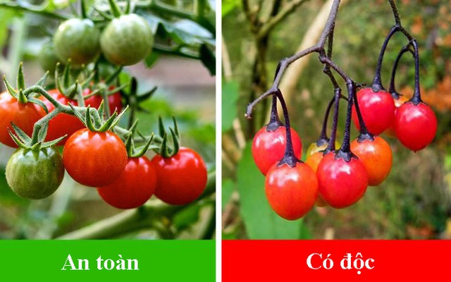 7 loại cây ăn quả có 'anh em song sinh' giống như đúc: Quả an toàn, quả có độc chết người