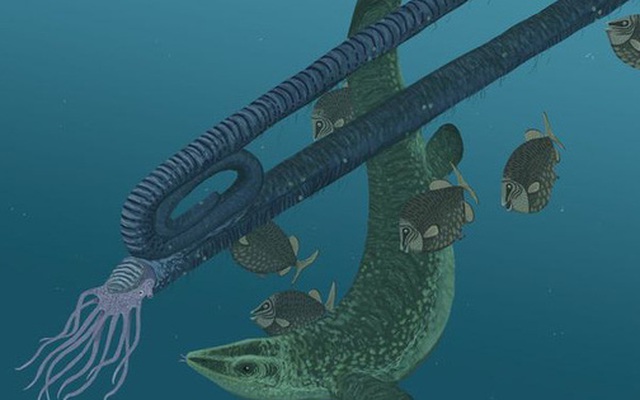 Trông giống như một chiếc kẹp giấy và có tuổi thọ lên tới 200 năm, tại sao loài mực này lại phát triển kỳ lạ như vậy?