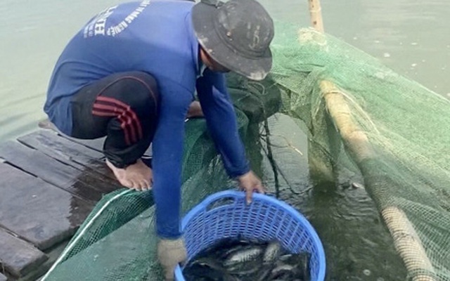 Nông dân nuôi cá sặc rằn tại Hậu Giang thua lỗ nặng