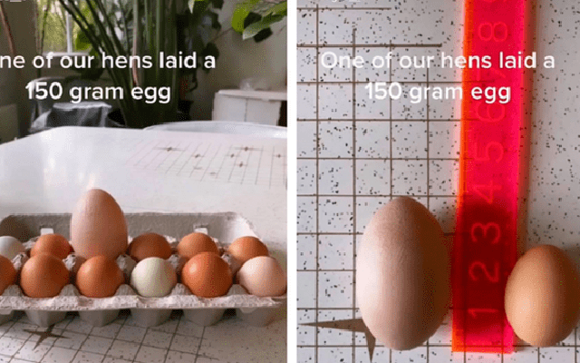 Đập quả trứng to gấp 3 lần bình thường, cô gái thảng thốt vì cảnh tượng cực hiếm gặp