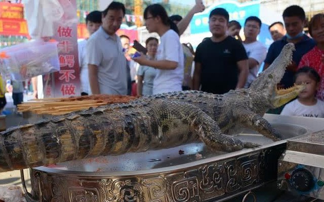 Cá sấu Dương Tử chỉ còn 200 con hoang dã, hiếm hơn cả gấu trúc: Tại sao chúng vẫn được phục vụ trên bàn nhậu?