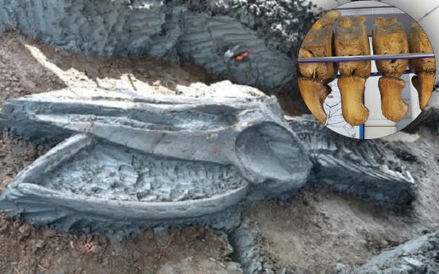 Năm 1994, một người nông dân ở Nam Định bất ngờ phát hiện bộ xương 10 tấn chôn vùi 200 năm dưới ruộng, đây là thứ gì?