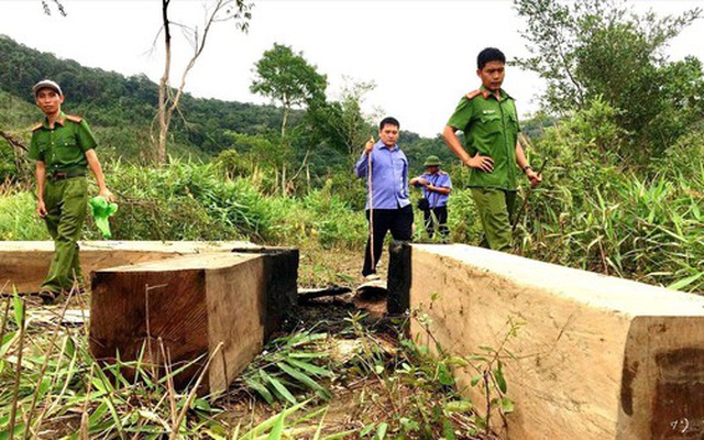 Hàng loạt hạt trưởng kiểm lâm Gia Lai nghỉ việc: Có bất thường?