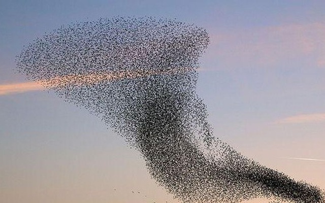 Cận cảnh màn trình diễn tuyệt đỉnh của 10 triệu chú chim sáo đá trên bầu trời Rome