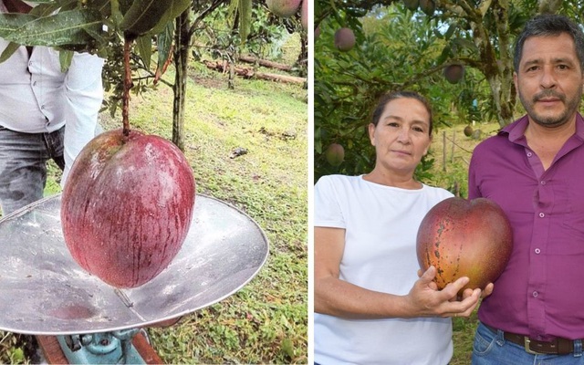 Quả xoài khủng 4,25 kg lập kỷ lục thế giới xuất hiện ở... Nam Mỹ