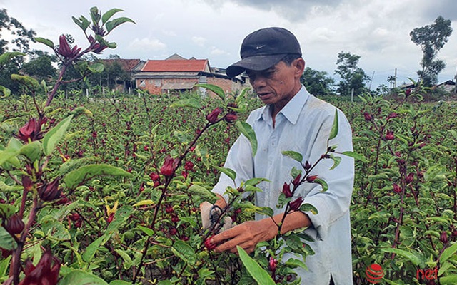Trồng loài cây chỉ lấy hoa đỏ, mỗi năm người dân ở Thừa Thiên Huế thu cả trăm triệu đồng