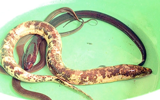 Người Trung Quốc có câu “Rắn mương sợ lươn đồng” - Có thật là rắn sợ lươn?