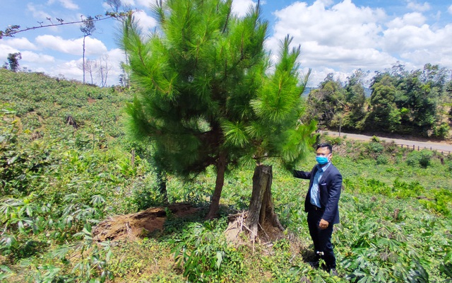 Vụ trồng hơn 100 ha rừng chỉ còn 1 cây: UBND tỉnh Kon Tum chỉ đạo kiểm tra