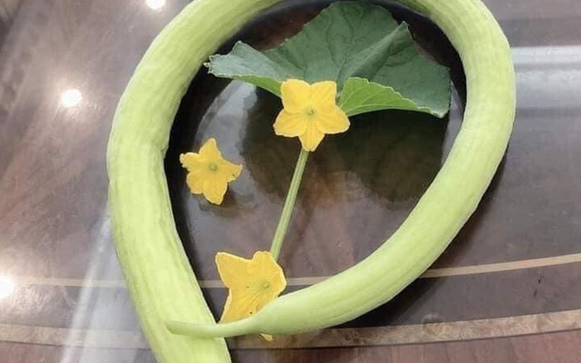 Loại quả có hình dáng giống hệt mướp nhưng sự thật khiến nhiều người không tin nổi, hương vị cũng là điều đáng quan tâm