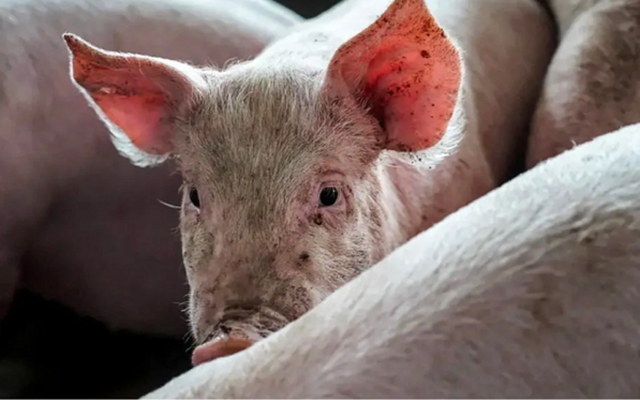 Khủng hoảng ngành chăn nuôi lợn ở Trung Quốc: Nông dân làm gì cũng lỗ