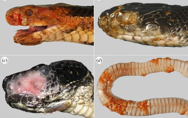 Hàng triệu con rắn đang đối diện với nguy cơ mù loà do căn bệnh lạ biến rắn thành "xác ướp"