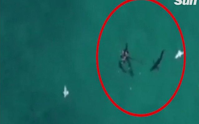 Úc: Ngồi ban công cho flycam lượn trên biển, phát hiện cảnh hãi hùng
