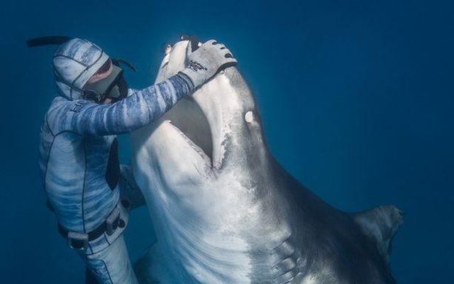 Chùm ảnh: Rùng mình cảnh thợ lặn chơi đùa, âu yếm cá mập hổ khổng lồ