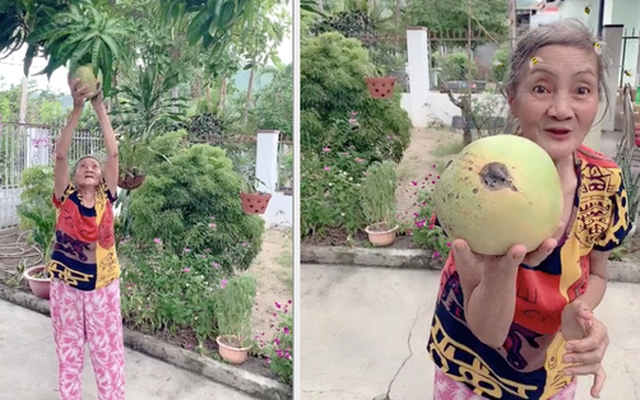 Trái xoài có hình thù 'dị biệt' nhất Việt Nam: Trông từ xa cứ tưởng… quả dừa, lúc nhìn cận còn bất ngờ hơn