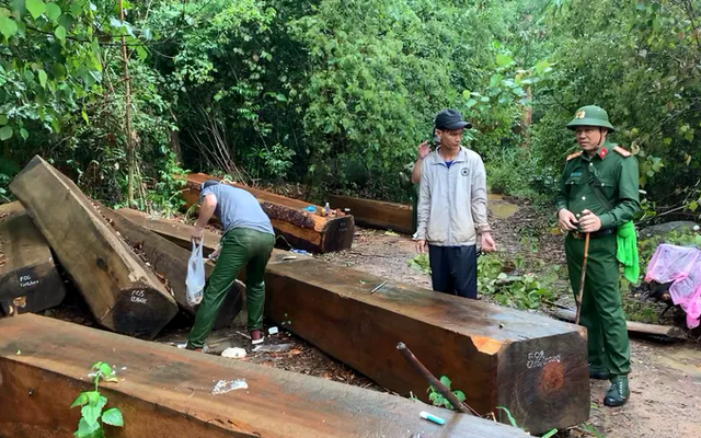 "Ngược đời lâm tặc tố kiểm lâm... tiếp tay phá rừng": Truy tố 5 người