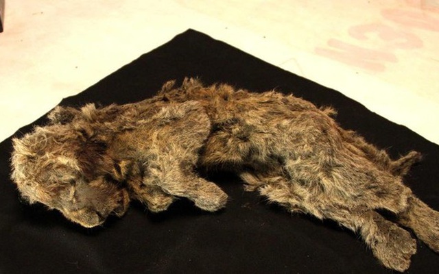 Sốc với xác ướp sư tử con 28.000 năm tuổi hoàn hảo đến mức râu cũng còn nguyên vẹn
