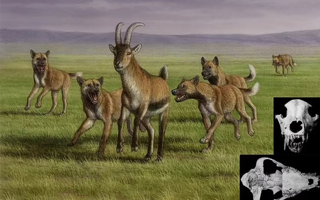 Mộ phần người khác loài và "quái thú" 1,8 triệu tuổi: Lịch sử thay đổi?