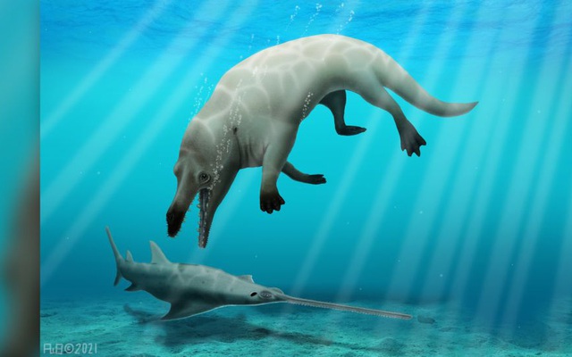 Ai Cập phát hiện hóa thạch cá voi có niên đại 43 triệu năm