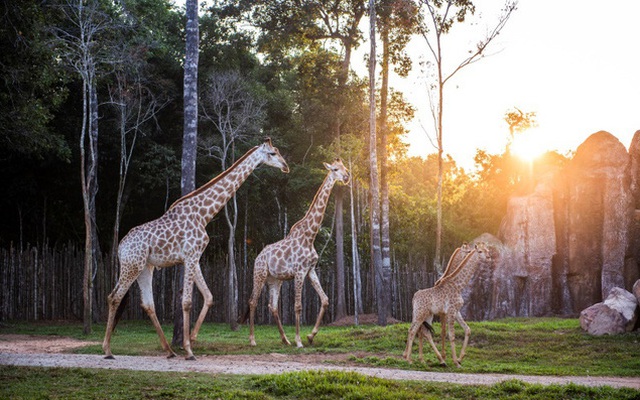 Khám phá cuộc sống hoang dã “thời giãn cách” bên trong công viên bảo tồn lớn bậc nhất châu Á