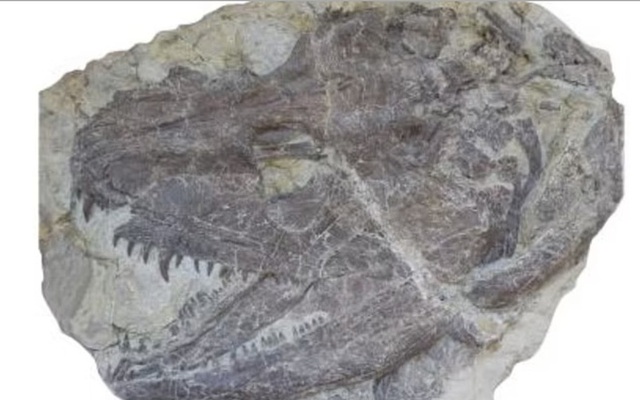 Tái tạo "quái vật" có chân đầu tiên, 340 triệu tuổi: Kết quả kinh hoàng
