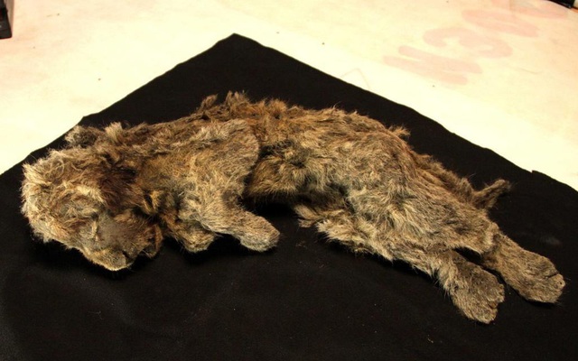 Bí ẩn xác ướp sư tử cách đây 28.000 năm còn nguyên nội tạng, lông