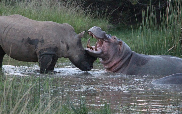 Clip: Cuộc ác đấu kinh điển giữa tê giác và hà mã