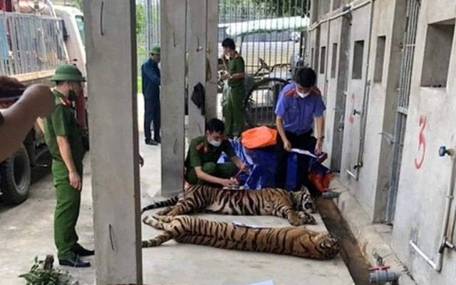 Vụ 17 con hổ lớn nuôi trong nhà dân: Thả về tự nhiên hổ có xu hướng kiếm ăn gần khu dân cư