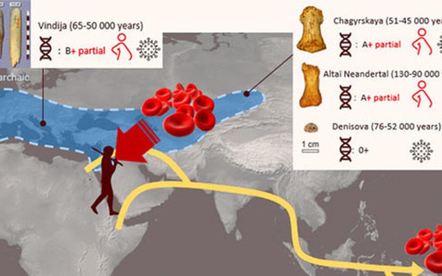 Các nhà nghiên cứu đã giải mã nhóm máu của người cổ Neanderthal và Denisovan