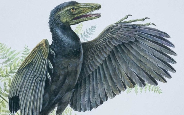 Các nhà khoa học Mỹ giải thích tại sao chim là hậu duệ duy nhất của khủng long còn sống sót trên Trái Đất