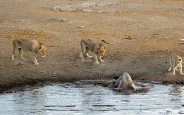 Clip 3 con sư tử quây lại tấn công tê giác mang thai sa lầy, kết quả bất ngờ