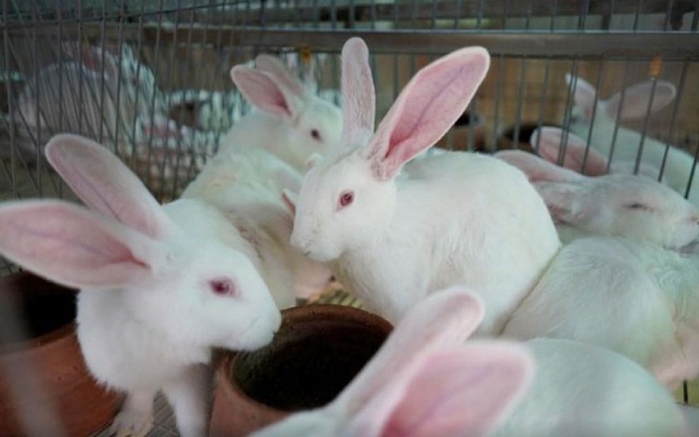 Philippines ngày càng tiêu thụ nhiều thịt thỏ