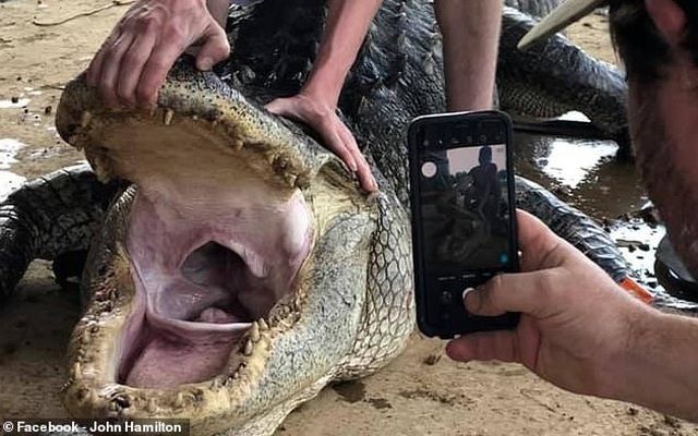 Xẻ thịt cá sấu khủng, thứ tìm được bên trong bụng con vật khiến mọi người phải kinh ngạc