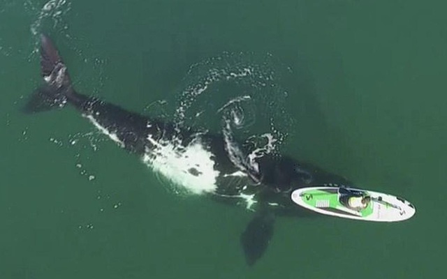 Cá voi thúc vào thuyền ngoài khơi Argentina và kết quả bất ngờ