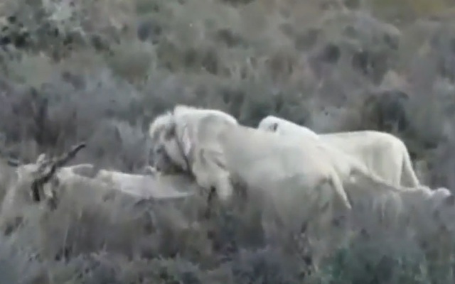 Clip: Bầy sư tử trắng quý hiếm săn linh dương nặng gần 1 tấn