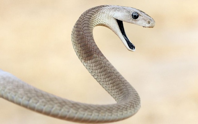 10 loài rắn nguy hiểm nhất thế giới, nếu có gặp thì phải né luôn và ngay