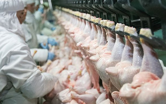 Báo cáo gây sốc: 99% số gà siêu thị mắc căn bệnh này, dấy lên tranh cãi về cách chăn nuôi 'siêu tốc' ở Mỹ