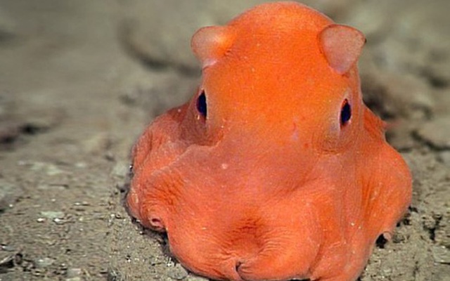 Ở đây có một “chiếc” bạch tuộc cute nhất thế giới gọi là Adorabilis!