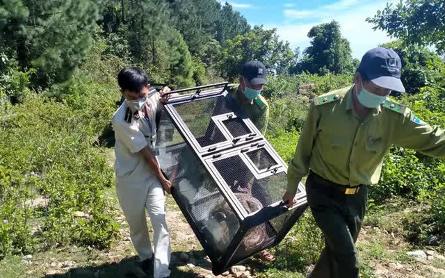 Clip: Trăn gấm quý hiếm xuất hiện ở trung tâm Đà Nẵng được thả về rừng an toàn