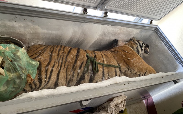 Giữ giúp con hổ nặng 160kg, chủ nhà bị công an khởi tố
