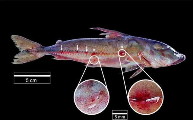 Loài cá ma cà rồng ám ảnh sông Amazon không chỉ hút máu mà còn dùng vật chủ làm "phương tiện di chuyển"
