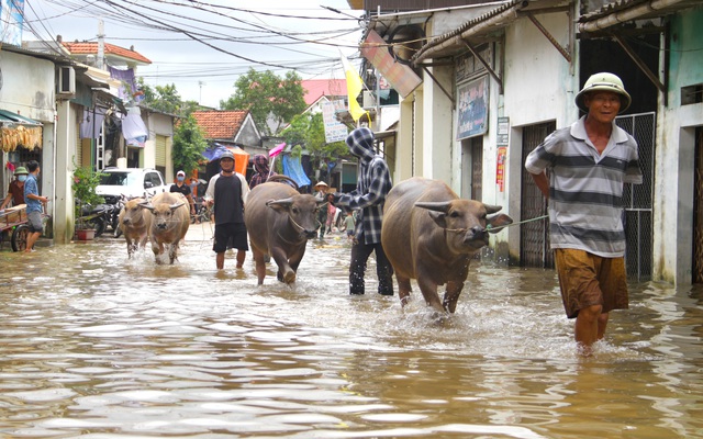 Cận cảnh 'rốn lũ' ở Nghệ An, nơi hơn 3000 hộ dân vẫn đang ngập chìm trong nước 3 ngày qua