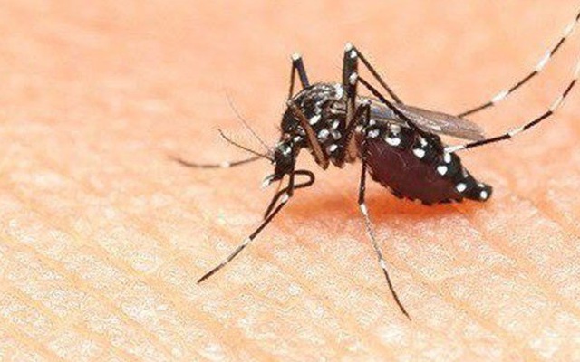 5 mẹo đuổi muỗi an toàn, hiệu quả, bảo vệ gia đình khỏi sốt xuất huyết