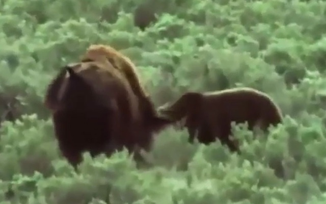 Clip: Bò rừng bison bất lực nhìn gấu ăn thịt con